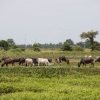 batti land