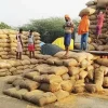 paddy-lorry-stock-2026-09-13-22-56-11