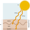 sun